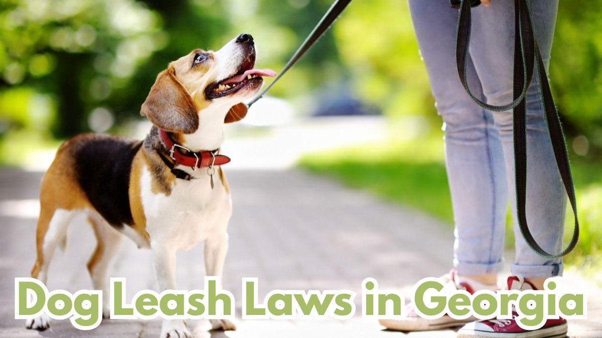 Dog Leash Laws in Georgia