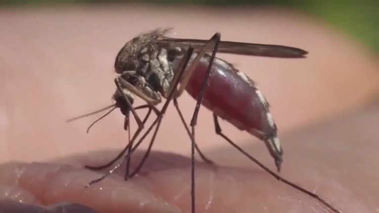 Health department confirms Texas's first West Nile case this year