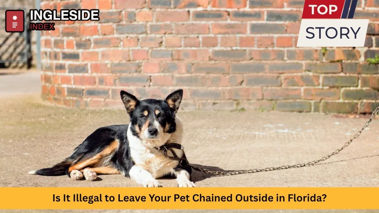 Is It Illegal to Leave Your Pet Chained Outside in Florida? Here’s What the Law Says