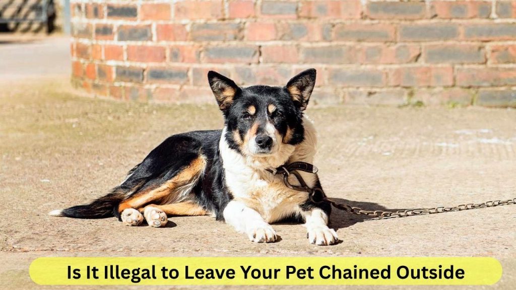 Is It Illegal to Leave Your Pet Chained Outside