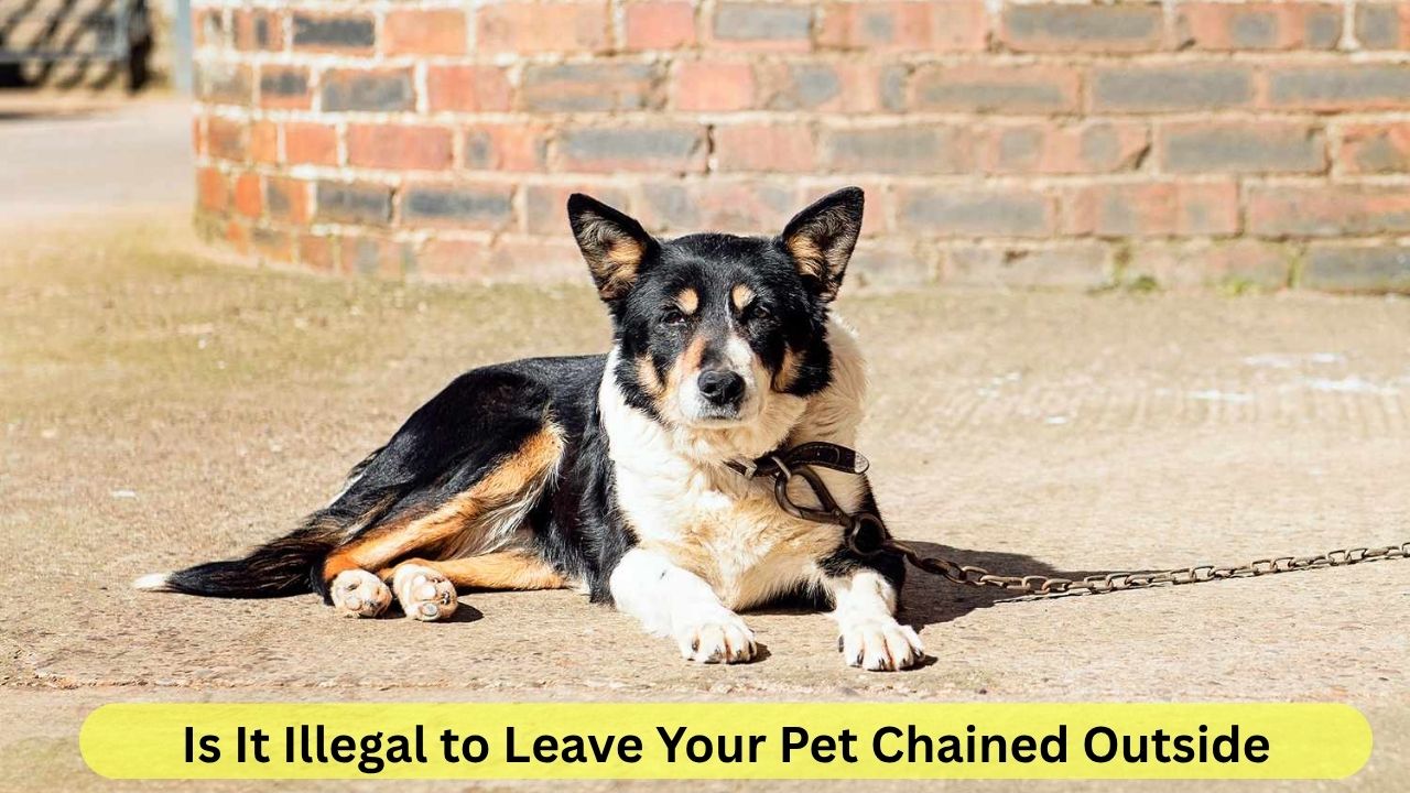 Is It Illegal to Leave Your Pet Chained Outside