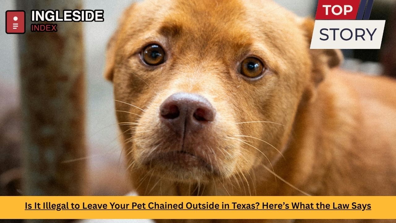 Is It Illegal to Leave Your Pet Chained Outside in Texas? Here’s What the Law Says